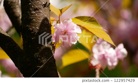 Sakura cherry tree blossom in Vienna. Spring concept 122957429