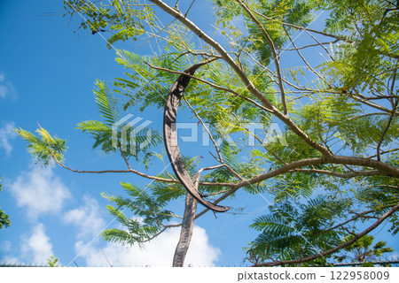 The fruit of the Phoenix tree, which grows in tropical countries The fruit of the Phoenix tree, which grows in tropical countries 122958009