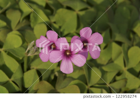 Oxalis Oxalis 122958274
