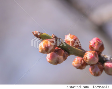 梅花花蕾特寫 11 122958814
