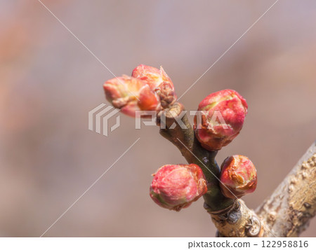 梅花花蕾特寫 13 122958816