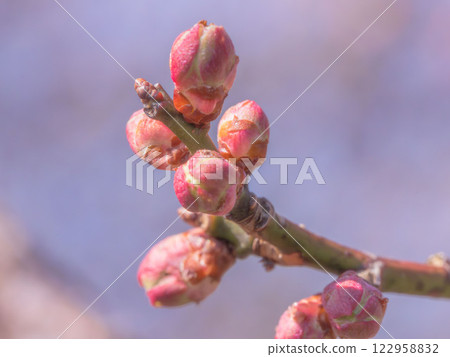 梅花花蕾特寫03 梅花花蕾特寫03 122958832