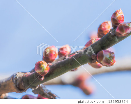 梅花花蕾特寫01 梅花花蕾特寫01 122958854