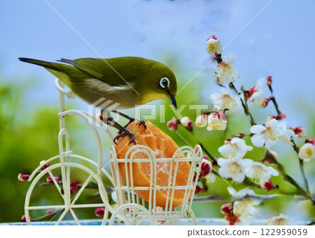 早春的花園和繡眼鳥。 早春的花園和繡眼鳥。 122959059