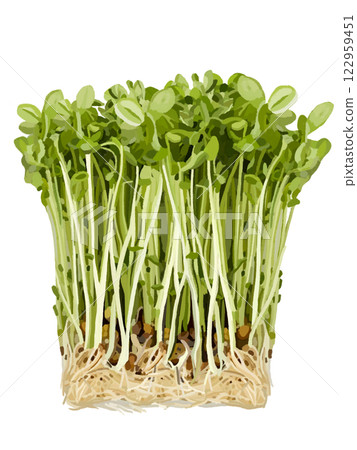 Bean sprouts Bean sprouts 122959451