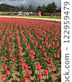 Colorful tulip field 122959479