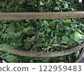 Silkworm and mulberry leaves 122959483