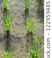 Freshly planted rice field and tadpoles 122959485