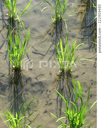 新種植的稻田和蝌蚪 新種植的稻田和蝌蚪 122959485