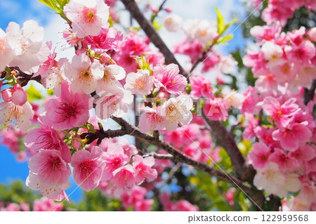 [Okinawa] Kanhizakura 122959568