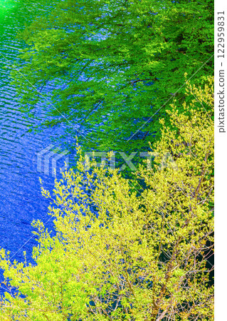 Azusagawa和新鮮的綠色 122959831