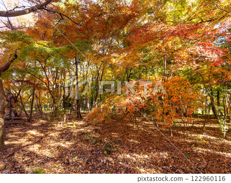 A beautiful view of the forest in late autumn, colored by vibrant autumn leaves 122960116