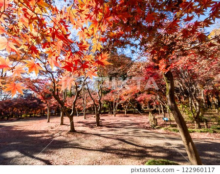 A beautiful view of the forest in late autumn, colored by vibrant autumn leaves 122960117