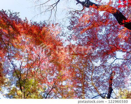 Brilliantly colored autumn leaves shining on a clear, late autumn day 122960380