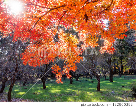 Brilliantly colored autumn leaves shining on a clear, late autumn day 122960392