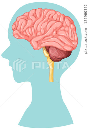 Human Brain Anatomy Illustration Human Brain Anatomy Illustration 122960532