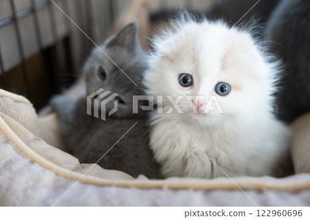 White Scottish Fold and Chartreux kitten White Scottish Fold and Chartreux kitten 122960696