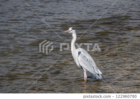 Grey Heron, Kamogawa River, Kyoto City 122960780