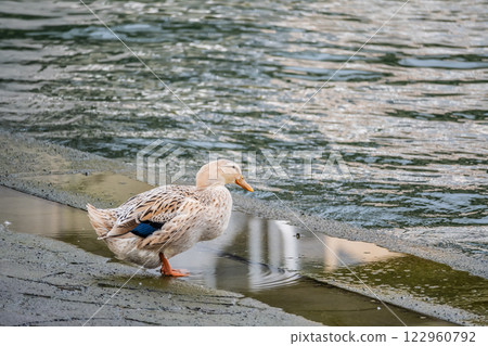 青頭鴨（雌性） 大阪市堂島川 122960792