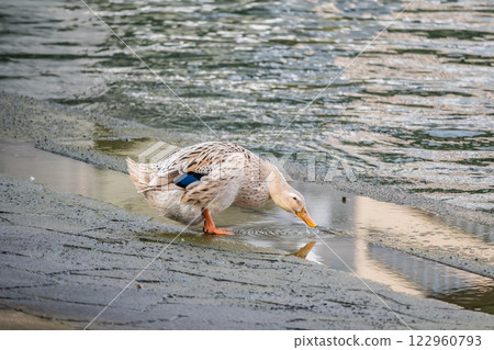 青頭鴨（雌性） 大阪市堂島川 122960793