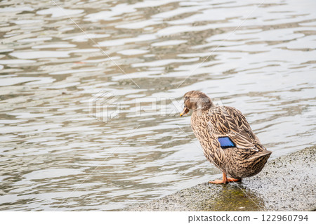 藍頭鴨（雄性） 大阪市堂島川 122960794