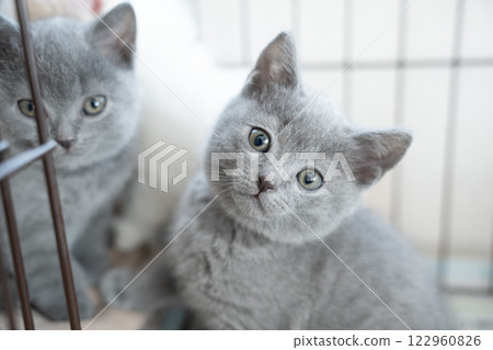 Two Chartreux kittens in a cage Two Chartreux kittens in a cage 122960826