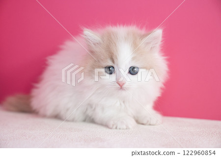 Pink back and Scottish fold kitten 122960854