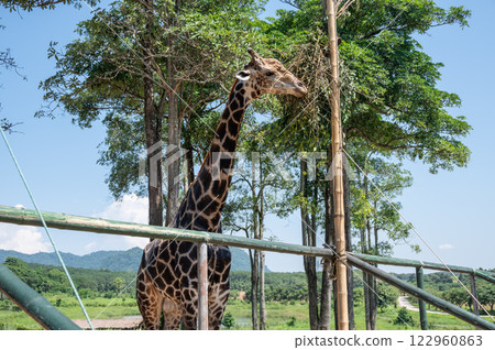 A giraffe chewing plant leaf in wildlife conservation zoo. Giraffes are the world's tallest mammals. 122960863