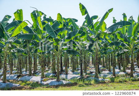 Banana plantation field. Banana trees, belonging to the Musa genus, are tropical plants known for their iconic fruit and large, lush leaves. 122960874