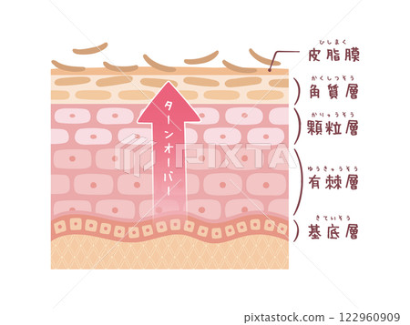 Upward arrow: Cross-section of skin turnover (with names) 122960909