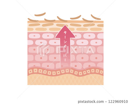 向上箭頭：皮膚更新的橫切面 122960910