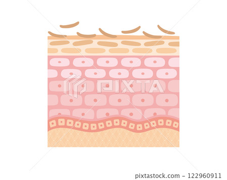 皮膚更新的橫截面 122960911