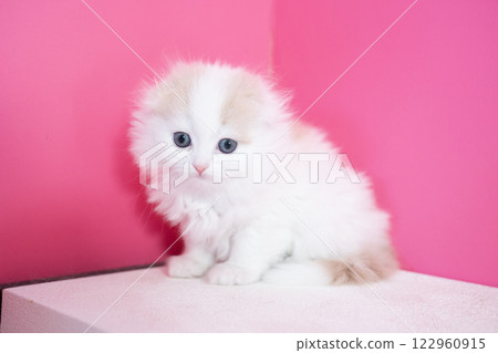 Pink back and Scottish fold kitten 122960915