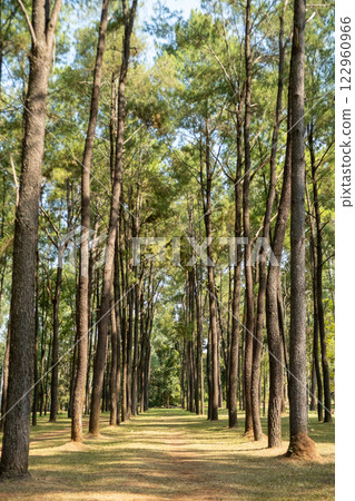 Serene forest landscape at Intakin Silvicultural Research Station in Mae Taeng, Chiang Mai, Thailand. 122960966
