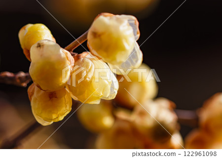 Rhubai Flower 06 122961098