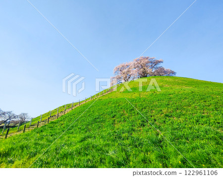 Marugameyama古墳（Sakitama Mound Tomb Park）的櫻花 122961106