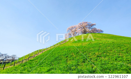 Cherry blossoms of the Marugameyama ancient burial mound (Sakitama Mound Tomb Park) 122961107