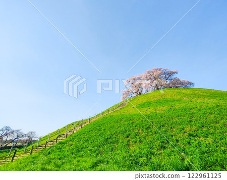 Marugameyama古墳（Sakitama Mound Tomb Park）的櫻花 122961125