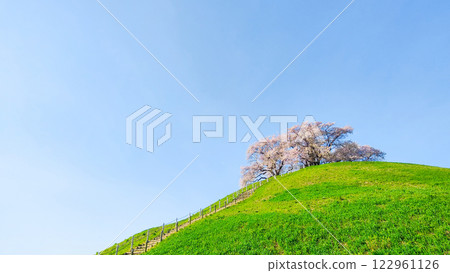 Marugameyama古墳（Sakitama Mound Tomb Park）的櫻花 122961126