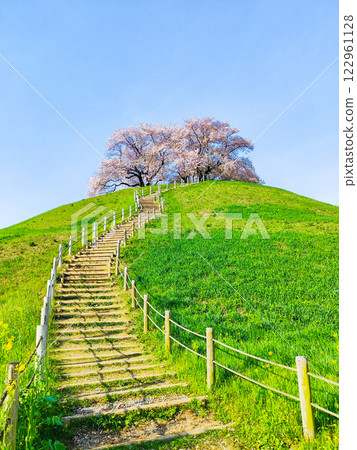 Marugameyama古墳(Sakitama Mound Tomb Park)的櫻花 Marugameyama古墳(Sakitama Mound Tomb Park)的櫻花 122961128