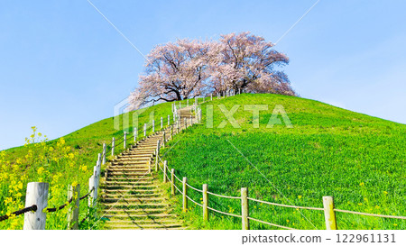 Marugameyama古墳（Sakitama Mound Tomb Park）的櫻花 122961131