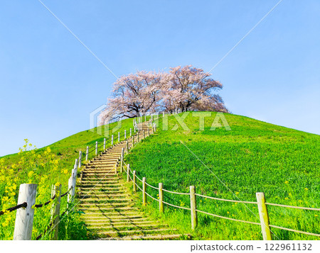 Marugameyama古墳（Sakitama Mound Tomb Park）的櫻花 122961132