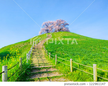 Cherry blossoms of the Marugameyama ancient burial mound (Sakitama Mound Tomb Park) 122961147