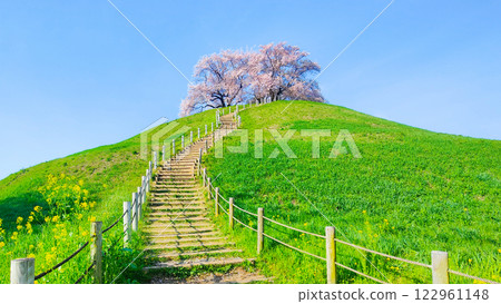 Cherry blossoms of the Marugameyama ancient burial mound (Sakitama Mound Tomb Park) Cherry blossoms of the Marugameyama ancient burial mound (Sakitama Mound Tomb Park) 122961148