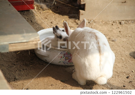 Cute rabbit Cute rabbit 122961502