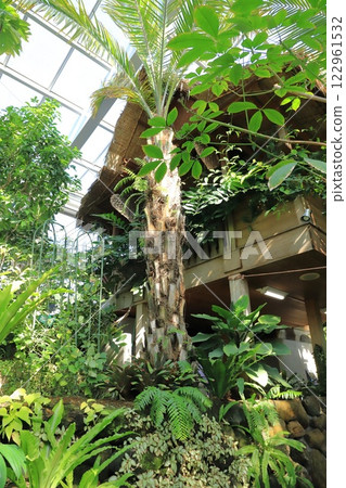 板橋區熱帶環境植物館 1F 熱帶低地森林 122961532