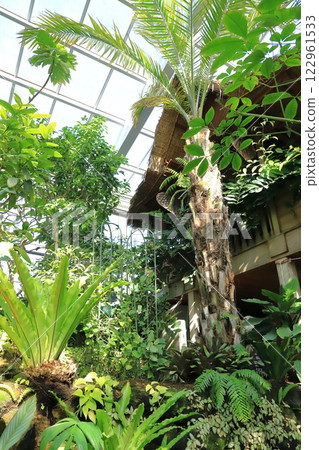 Itabashi Ward Tropical Environment Botanical Museum 1F Tropical lowland forest Itabashi Ward Tropical Environment Botanical Museum 1F Tropical lowland forest 122961533