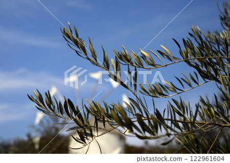 Greek windmill and olive leaves at Shodoshima Olive Park 122961604