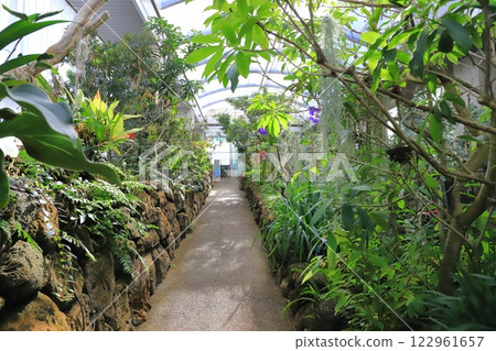 Itabashi Tropical Environmental Botanical Museum 2nd floor "Cloud Forest" 122961657