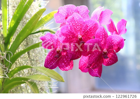 Itabashi City Tropical Botanical Garden, 2nd floor Orchids blooming in the cloud forest 122961726